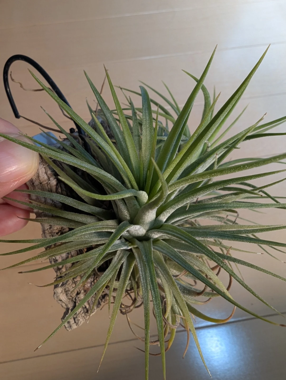 ティランジア　イオナンタ　マッチョ