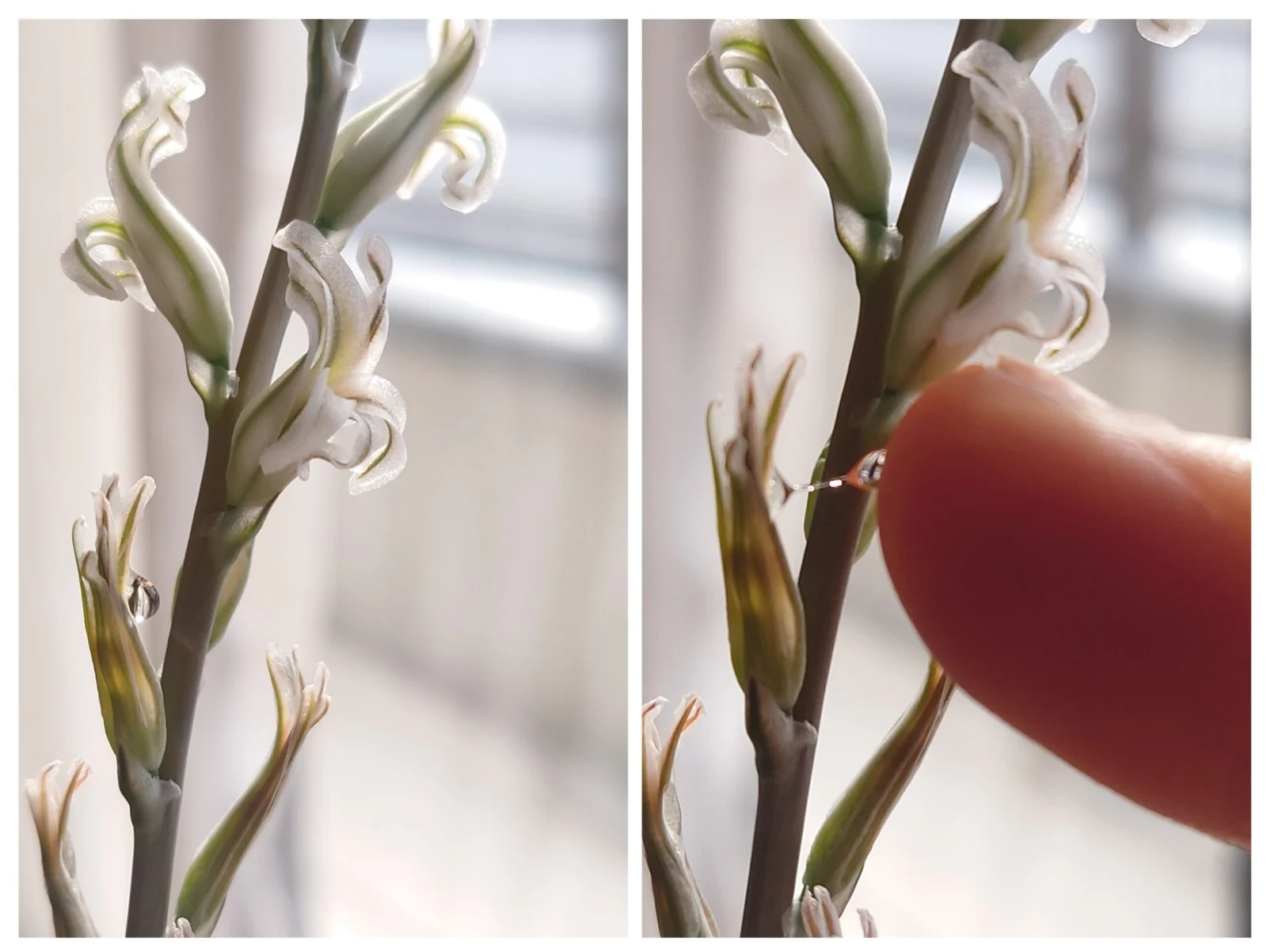 ハオルチア オブツーサ　花