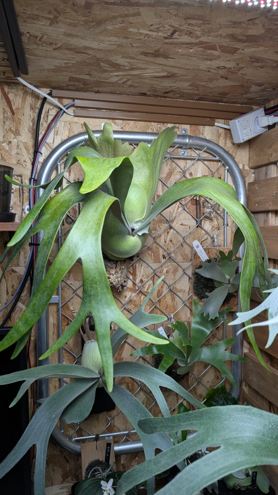 ビカクシダ　フーンシギ✕ブルーモンキー