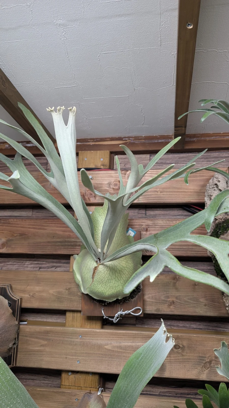 ビカクシダ　レモイネイ