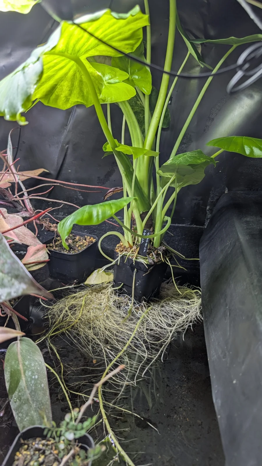 アロカシア　ガゲアナオーレア