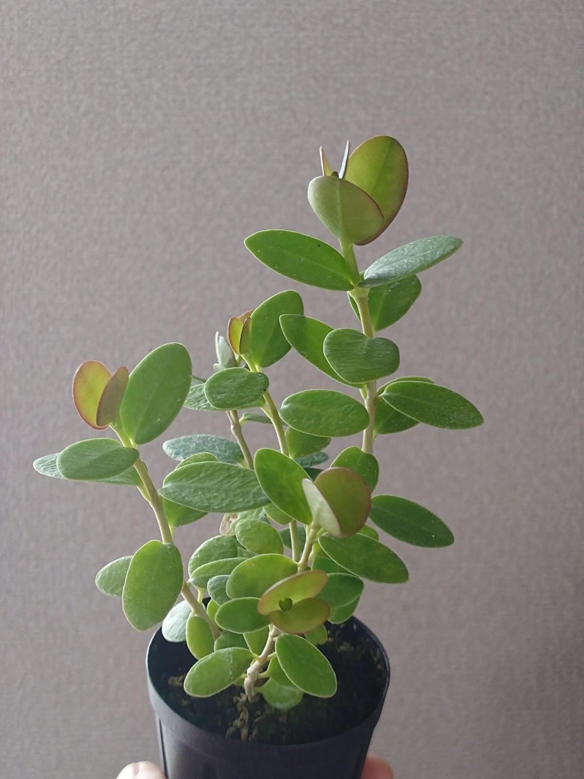 ホヤ クミンギアナ