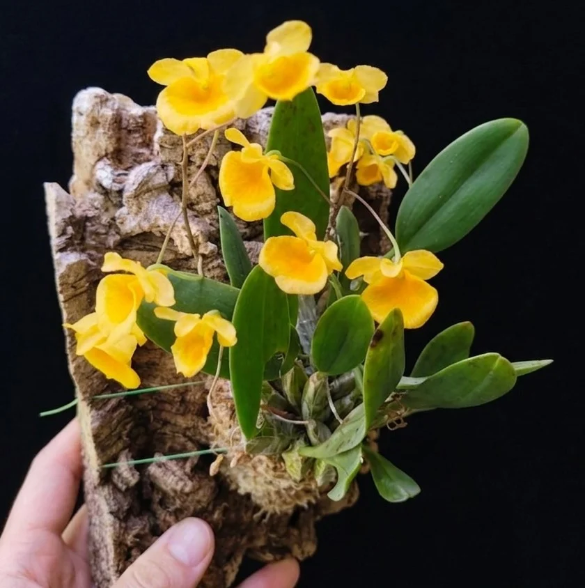 デンドロビウム アグレガタム × ジェンケンシー