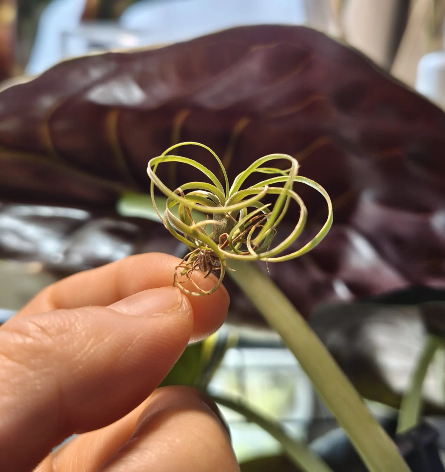 ティランジア 札落ち