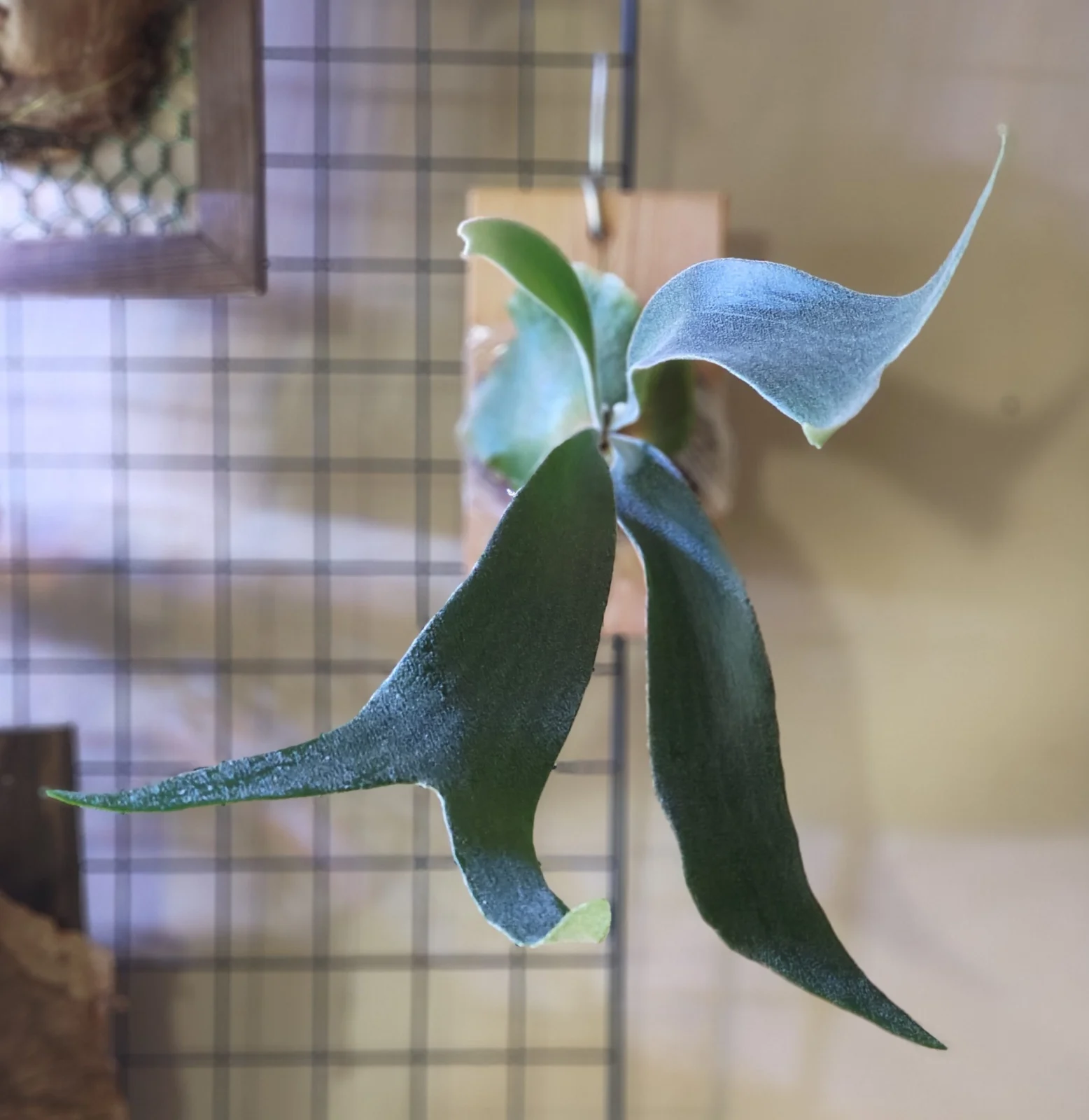 ビカクシダ フーンシキ 胞子培養