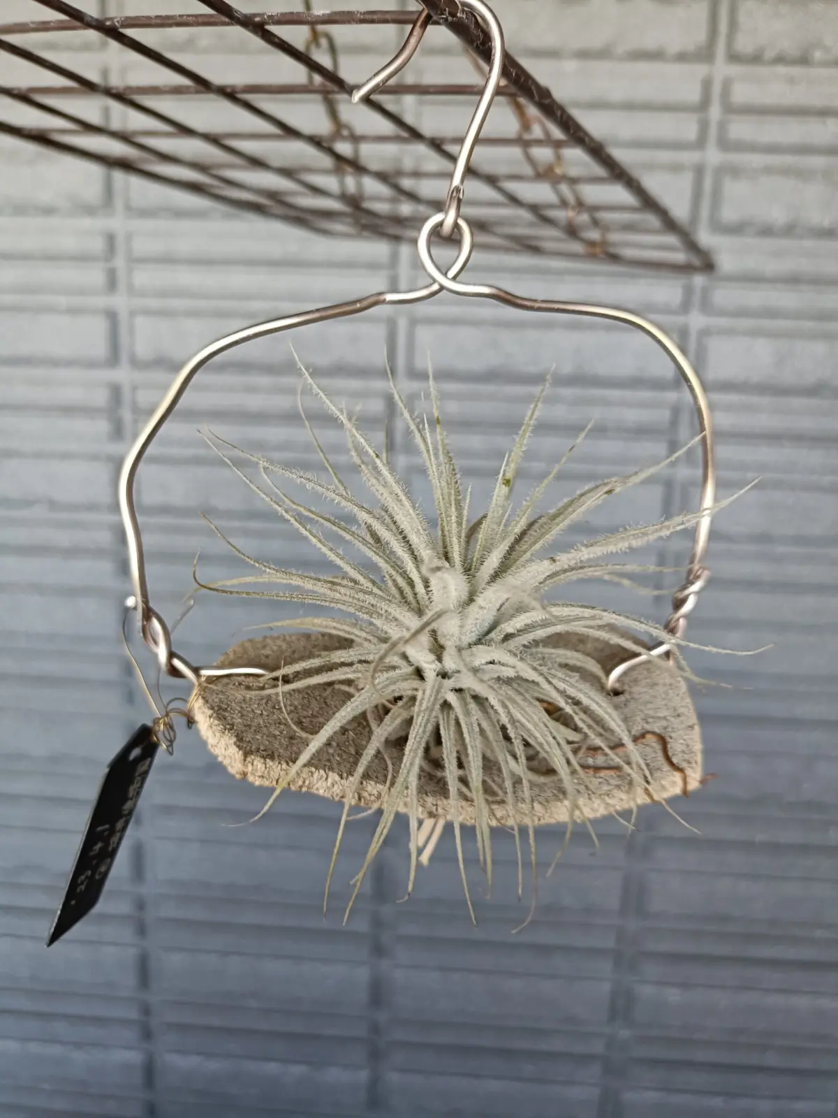 ティランジア　テクトラム