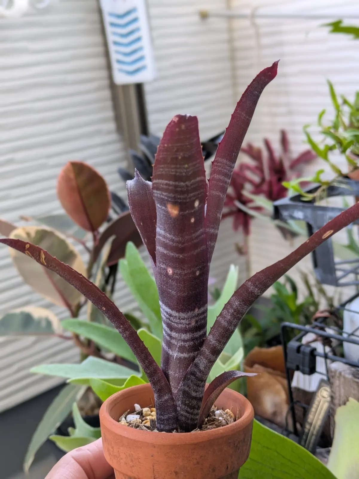 ビルベルギア　ハレルヤ×ダースベイダー　実生　2025年6月