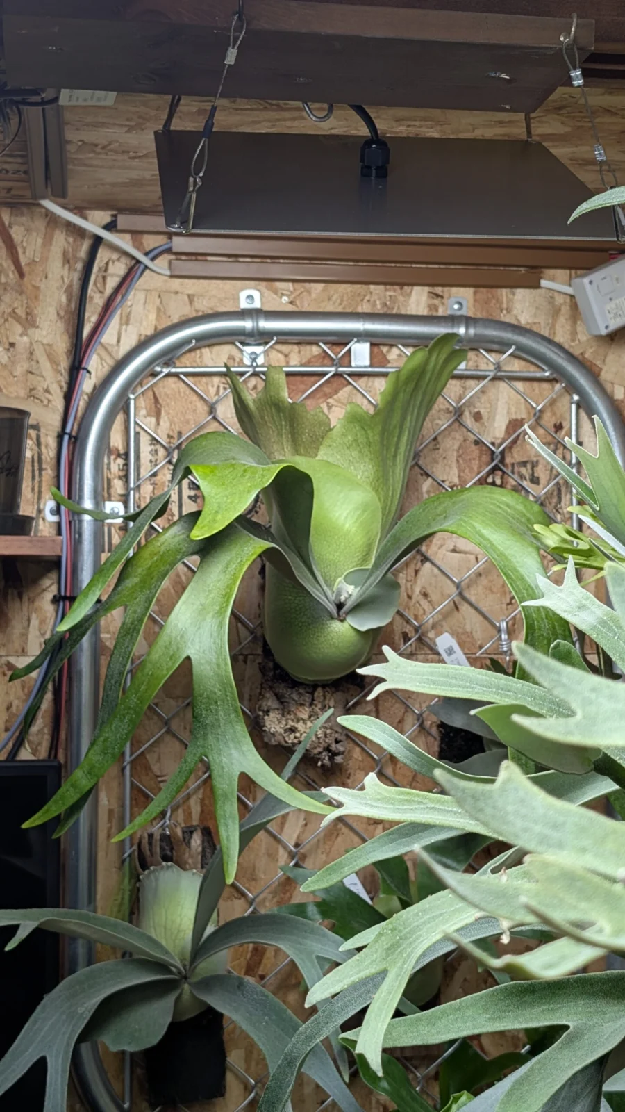 ビカクシダ　フーンシギ✕ブルーモンキー