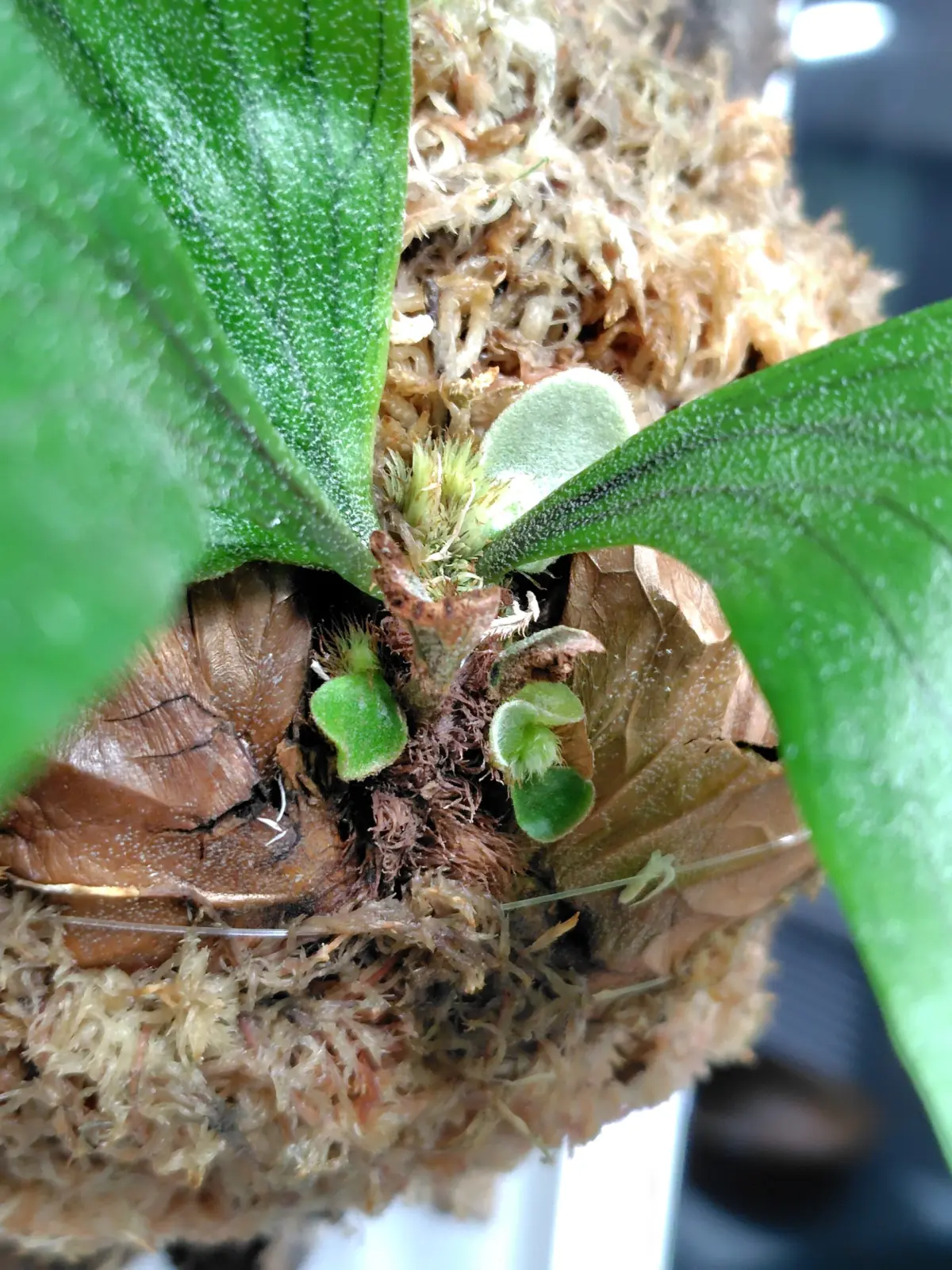 ビカクシダ ステマリア