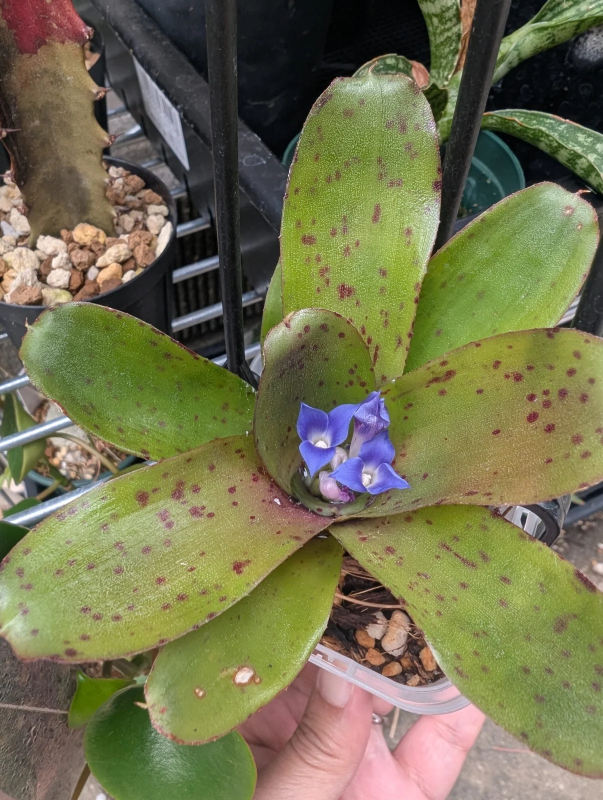 ネオレゲリア　？不明