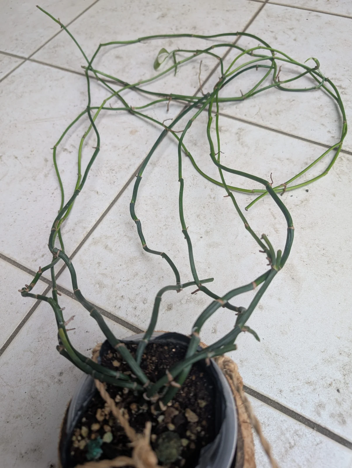 横浜　エピプレムヌム　ピナツム　セブブルー