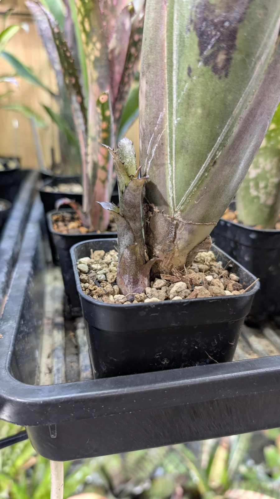 ビルベルギア　スローポーク