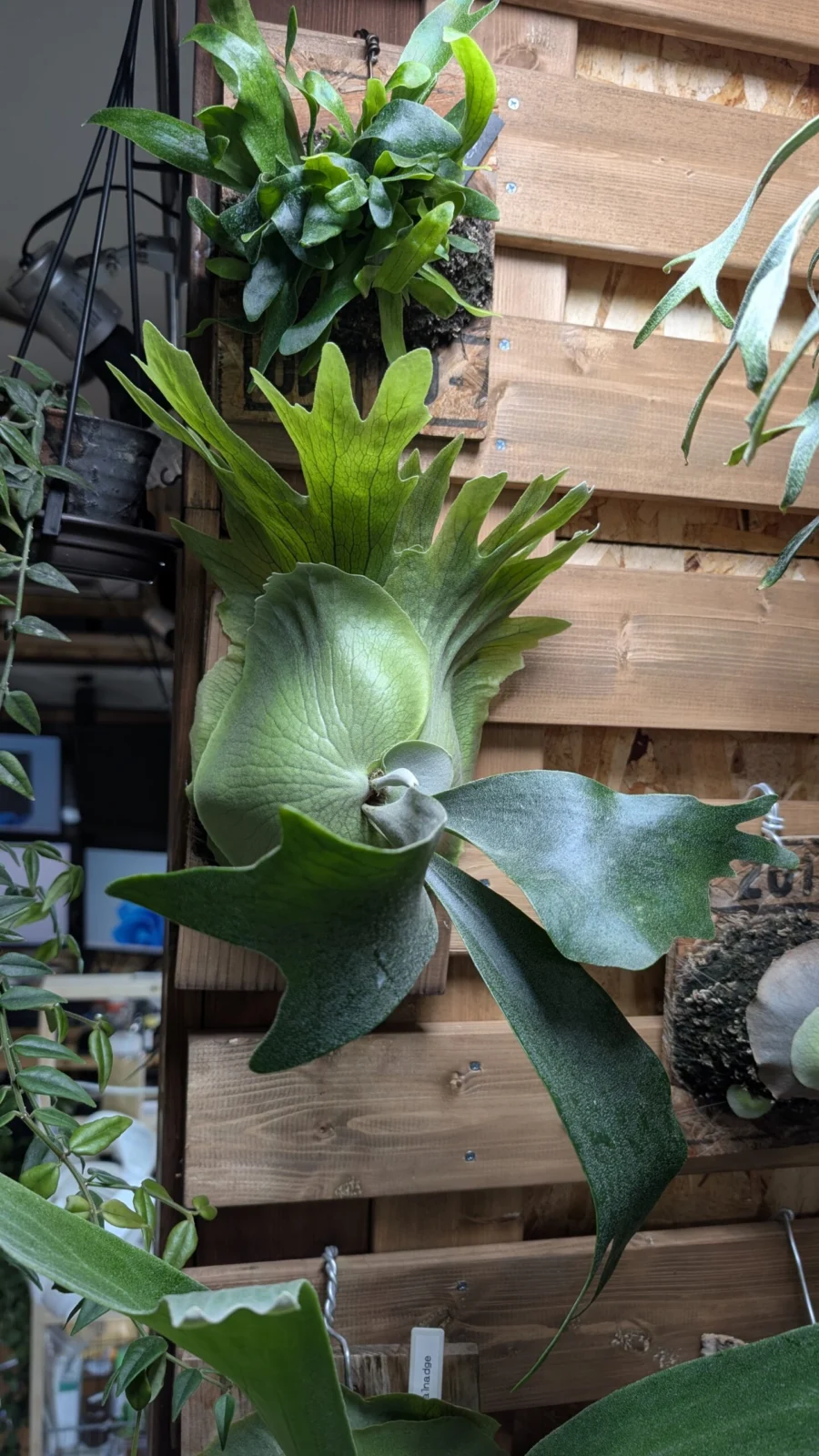 ビカクシダ　ウィリンキー　HKスポア