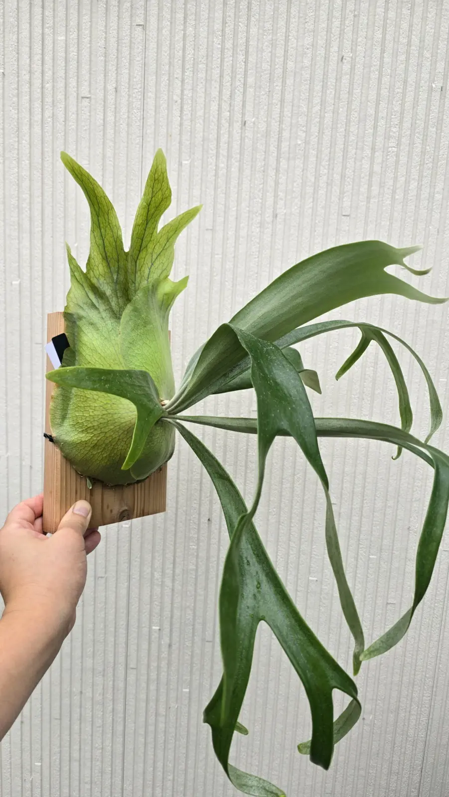 ビカクシダ　札落ち