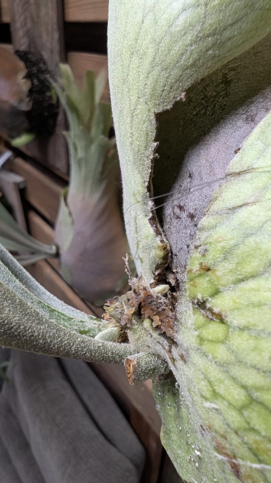 ビカクシダ　ジョー