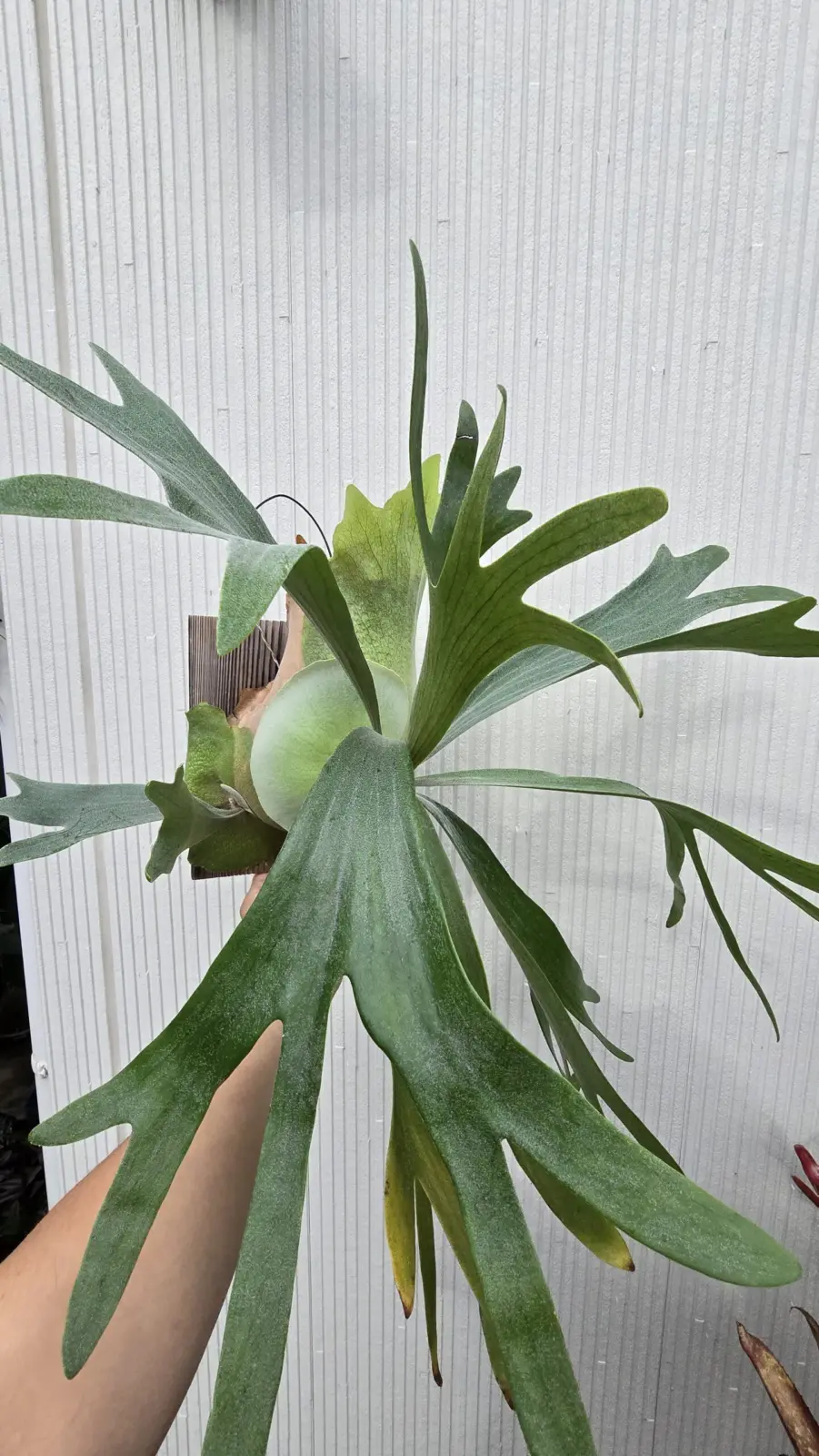 ビカクシダ　ネザーランド