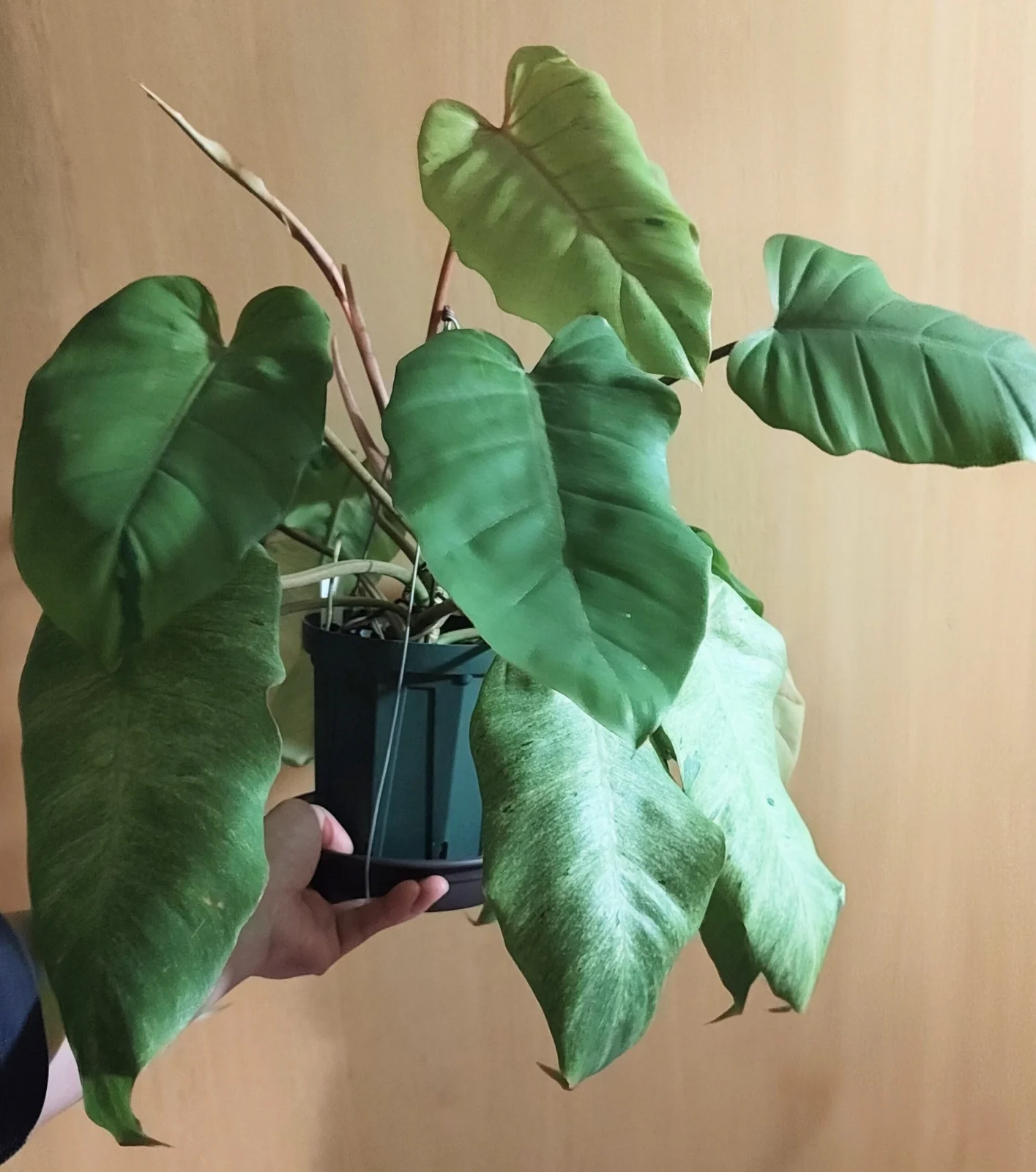 フィロデンドロン スノードリフト ビトロ