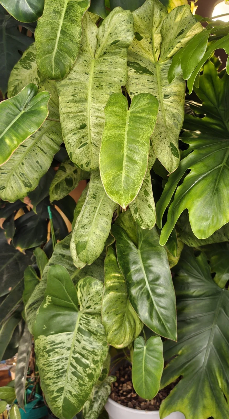 フィロデンドロン パライソベルデ