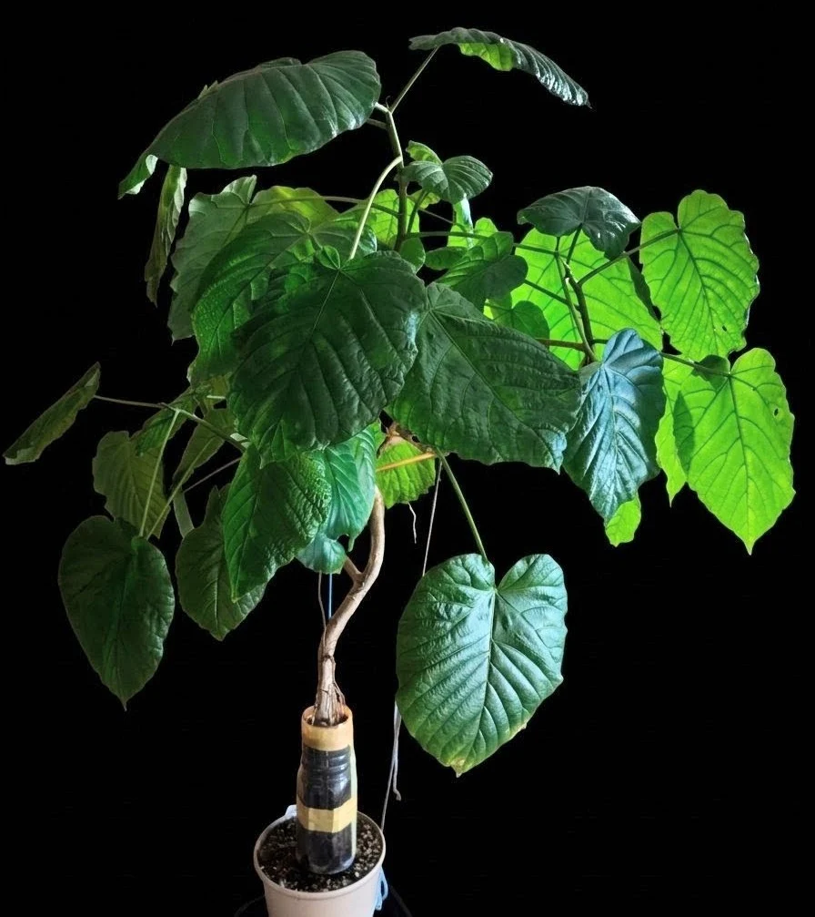 フィカス ウンベラータ