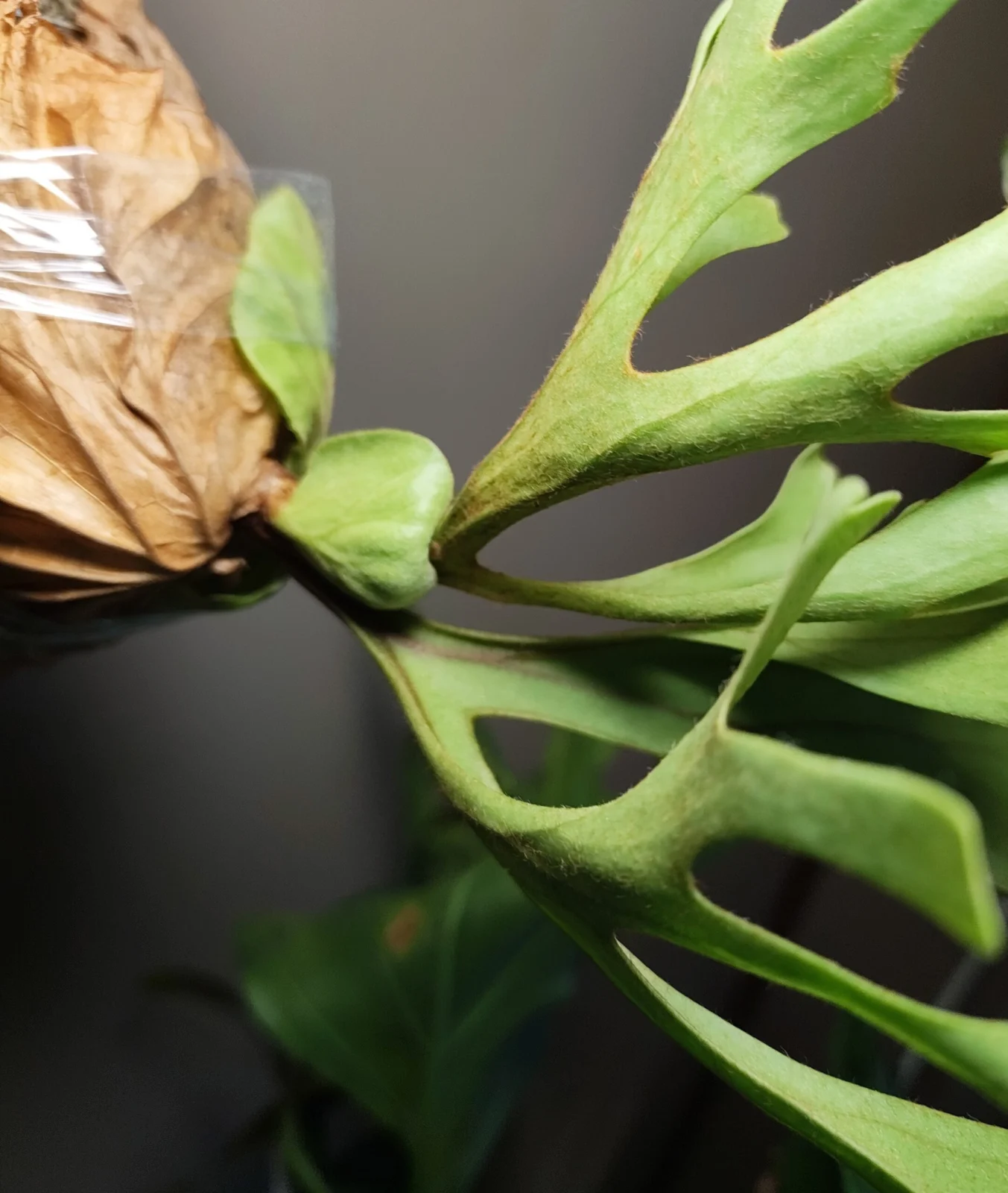 ビカクシダ リドレイ 胞子培養