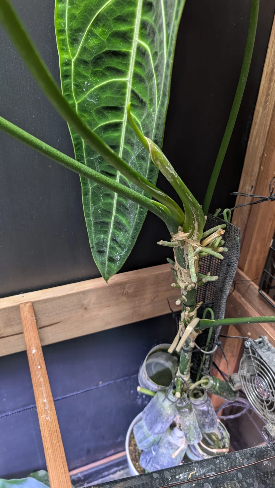 アンスリウム　ワロクアナム