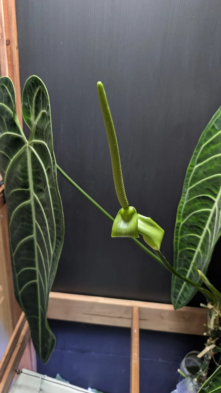 アンスリウム　ワロクアナム