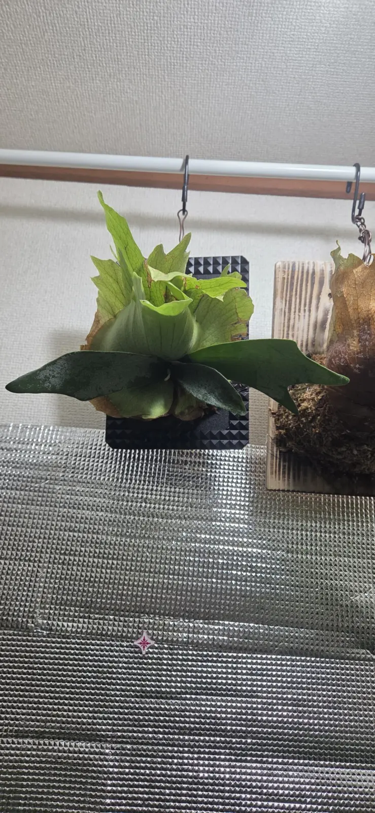 ビカクシダ　ウィリンキー