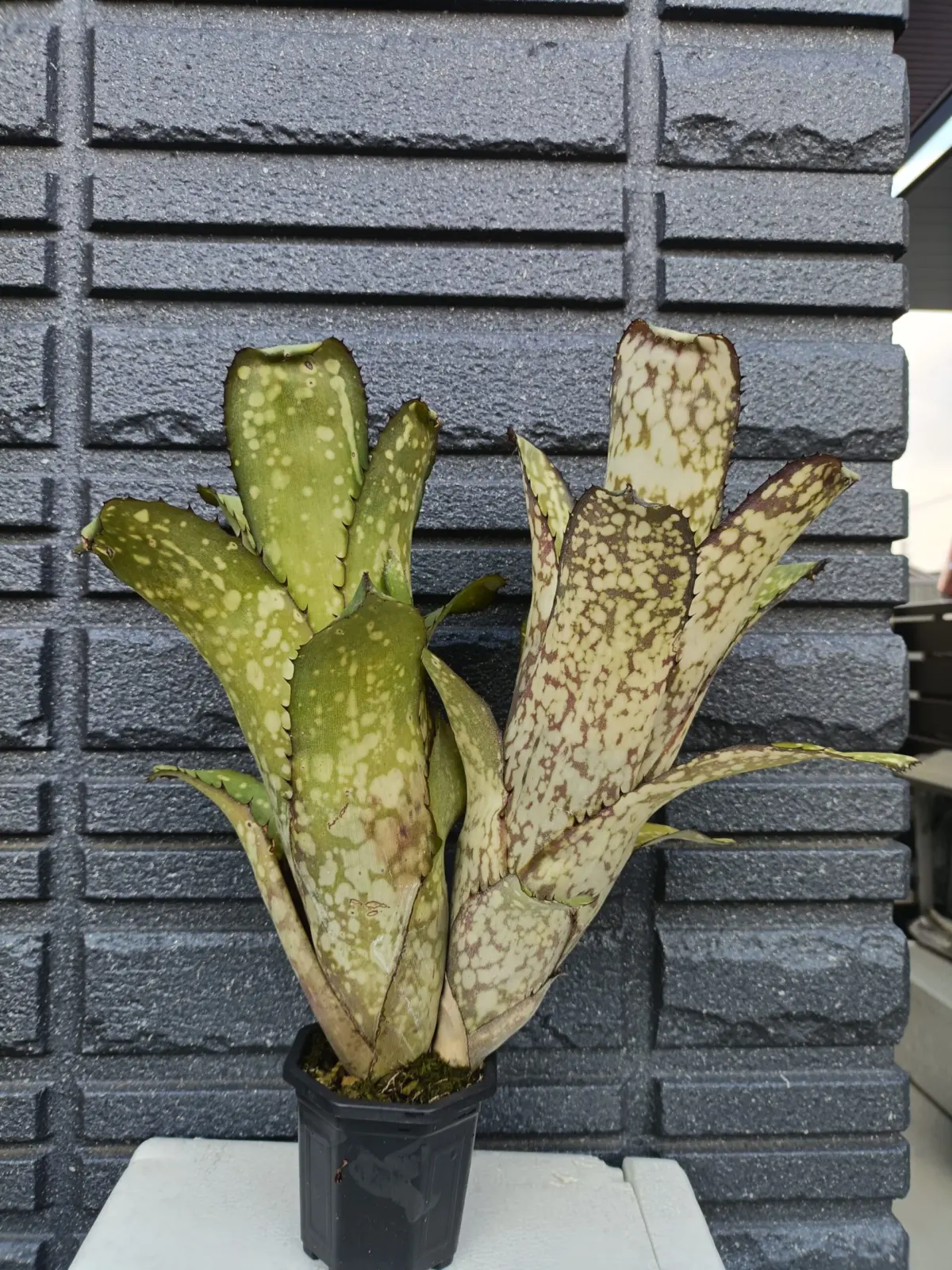 ビルベルギア　アラカイ