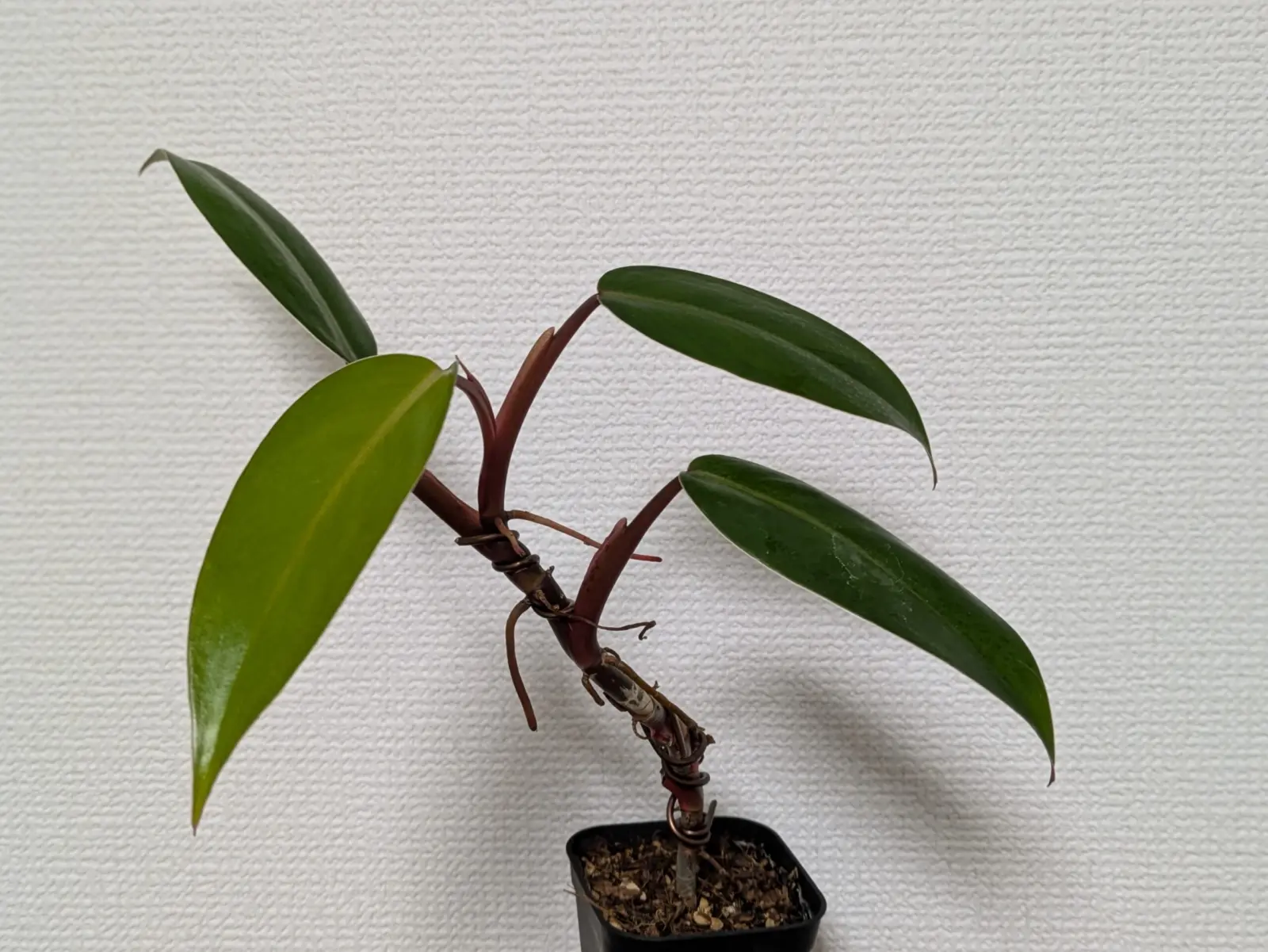 フィロデンドロン　品種不明