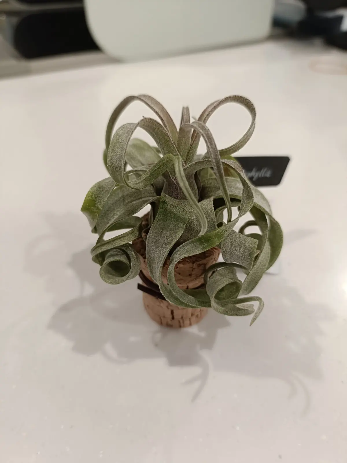 ティランジア　ストレプトフィラ