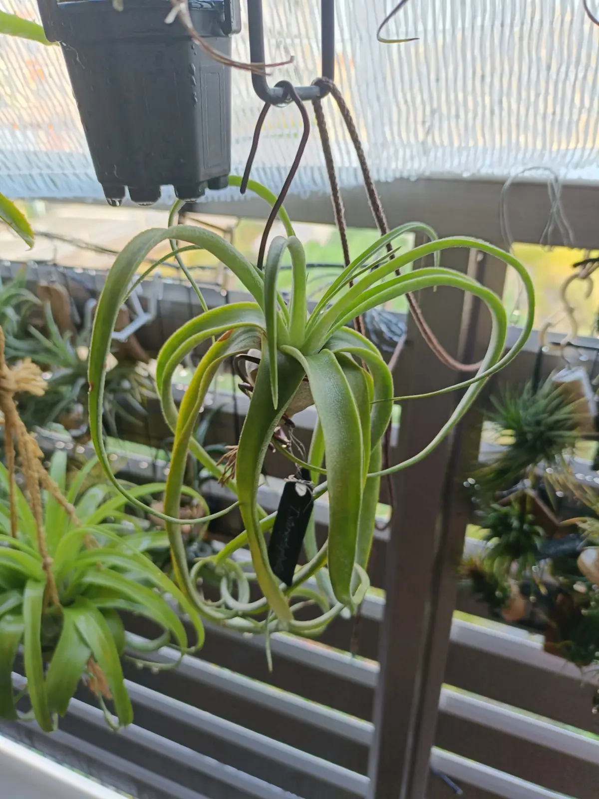 ティランジア　ストレプトフィラ