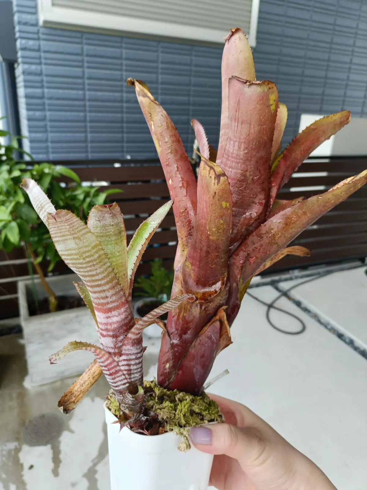 エクメア　クランベリーフロスト