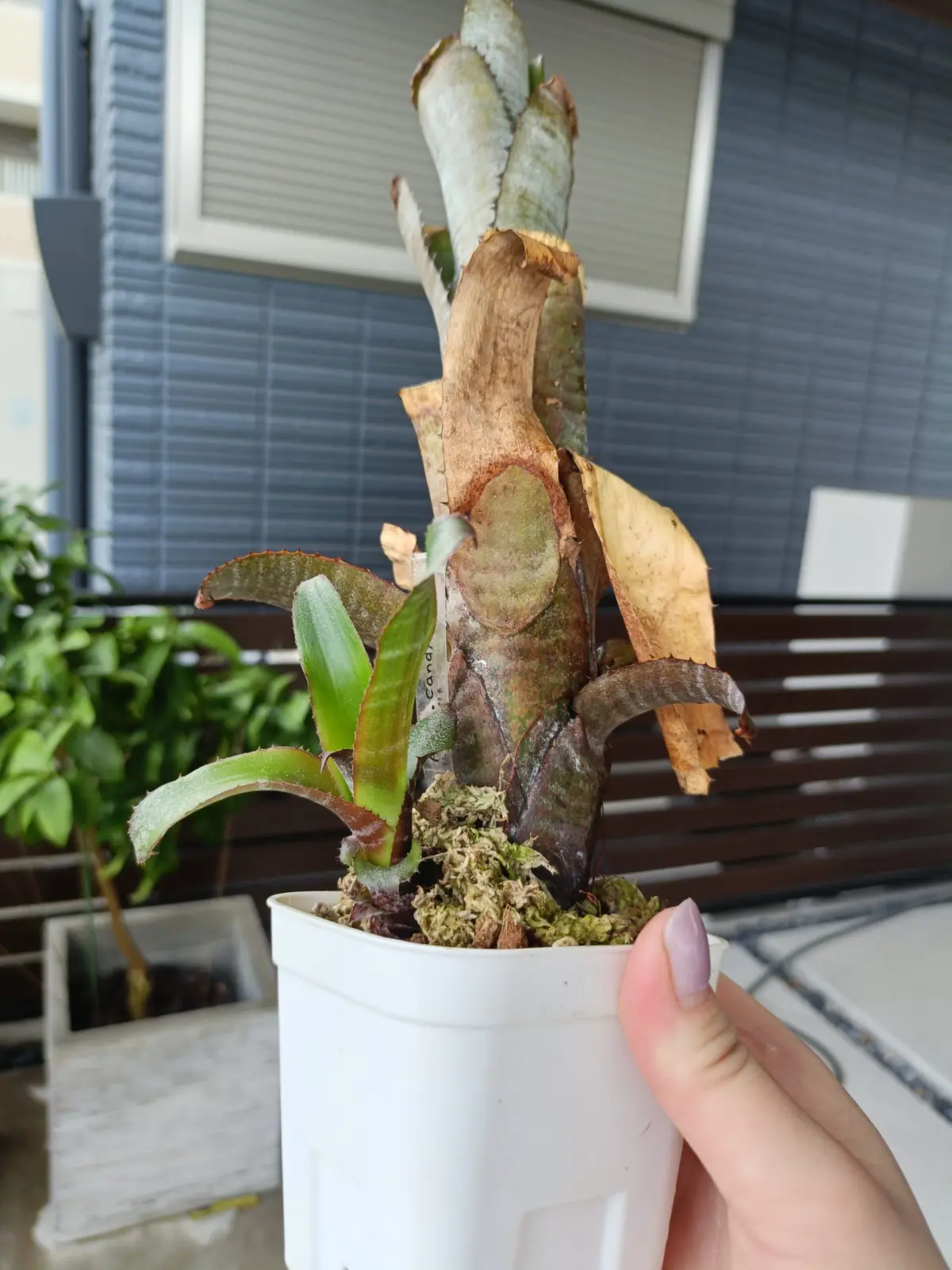 エクメア　キャンディケーン