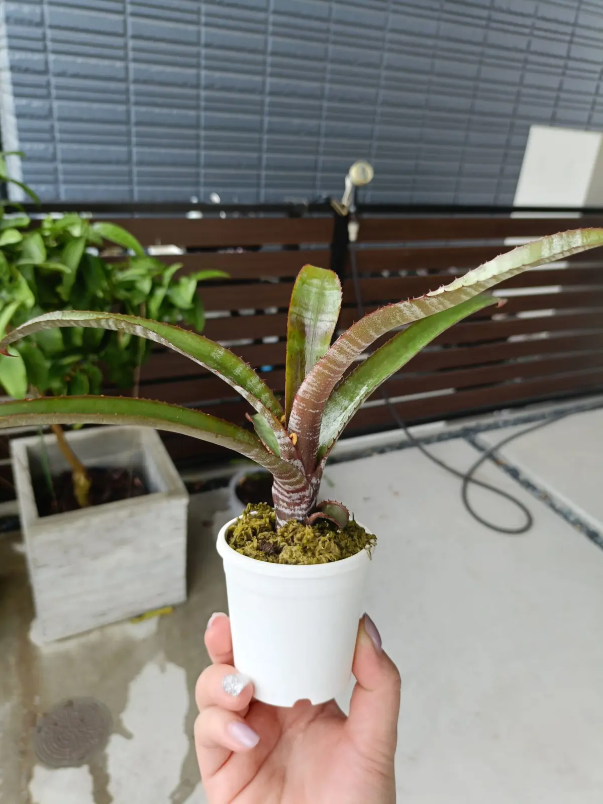 エクメア　キャンディケーン　子株