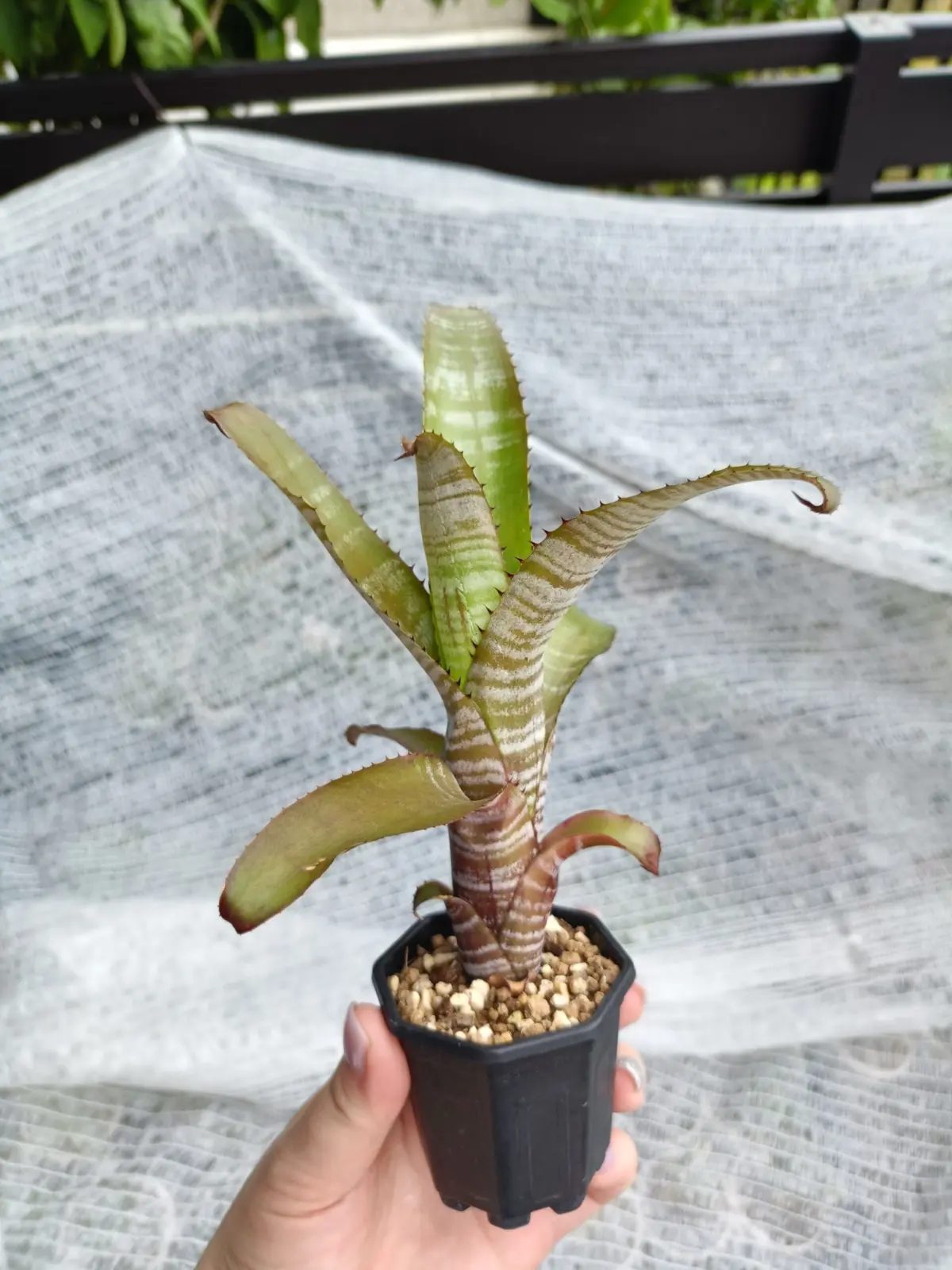 エクメア　クランベリーフロスト　子株