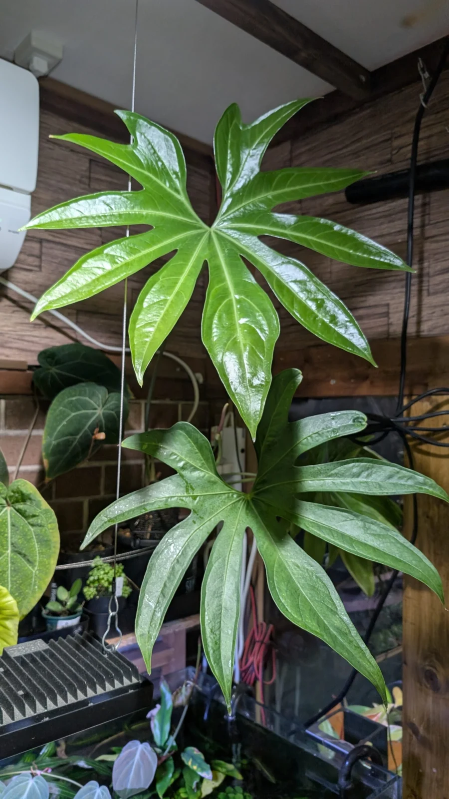 アンスリウム　ペダトラジアツム