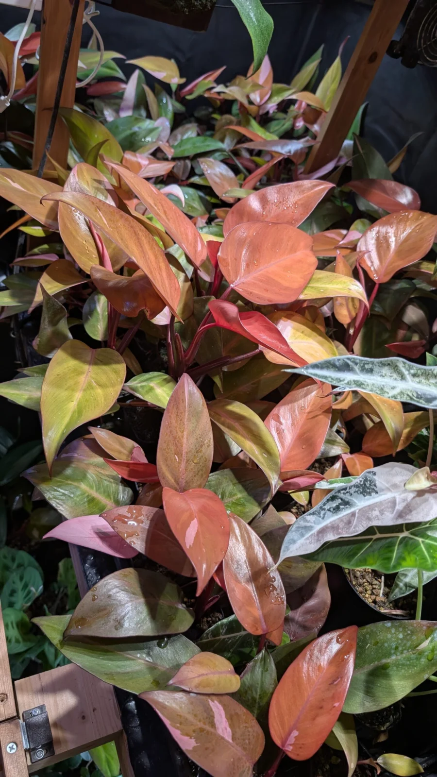 フィロデンドロン　柿色プリンセス