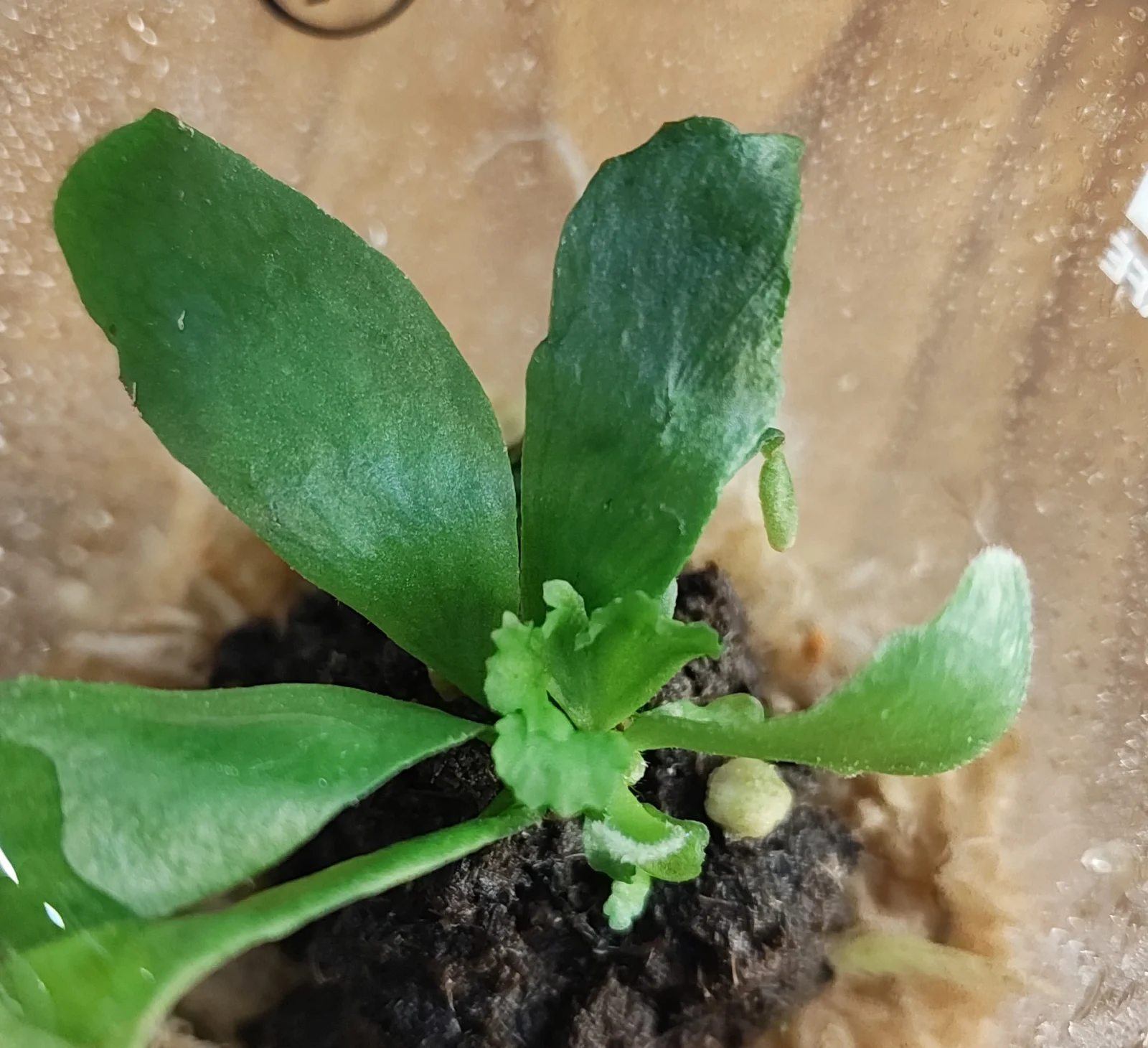 ビカクシダ ホワイトホーク 胞子培養