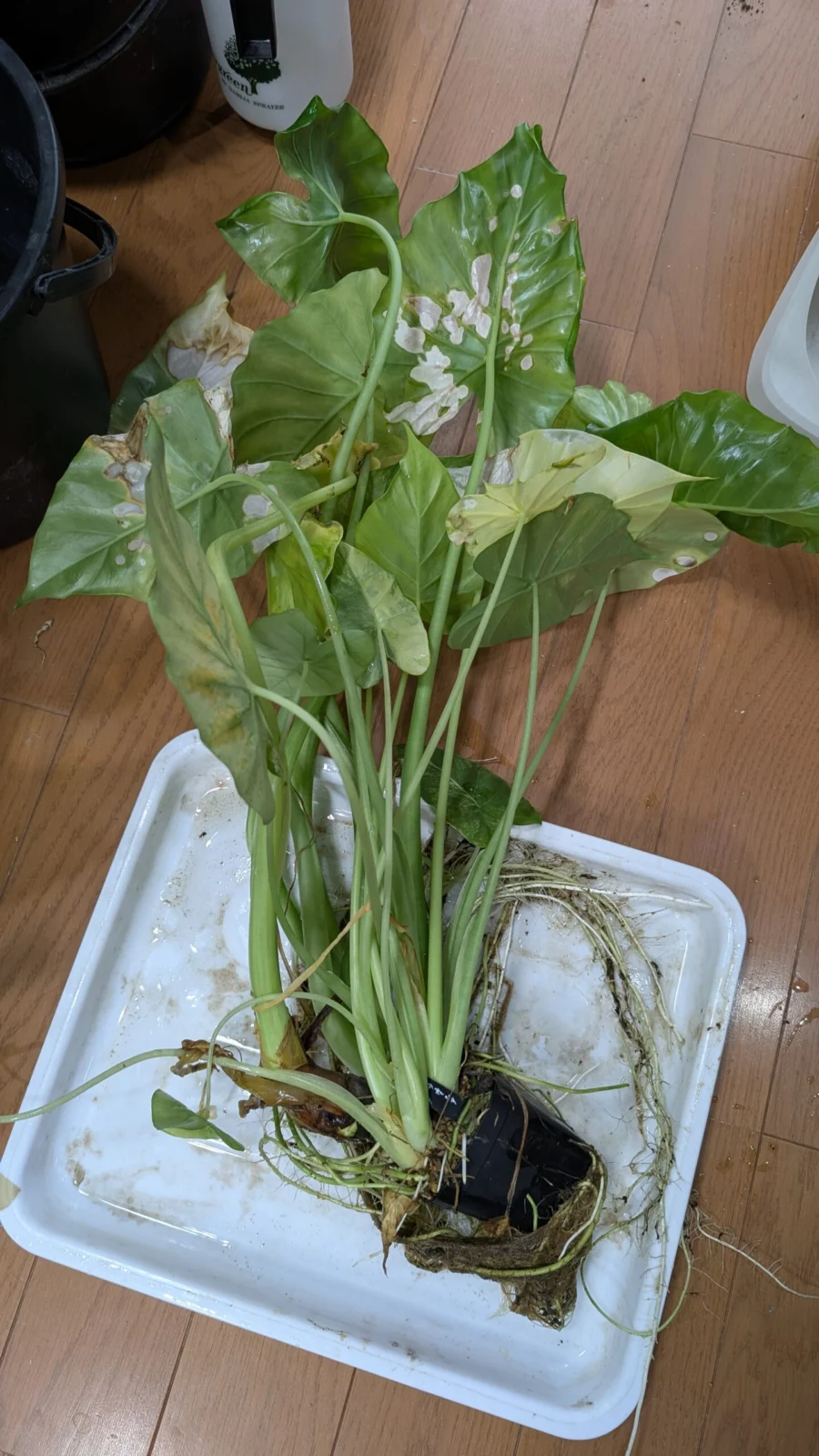 アロカシア　ガゲアナオーレア