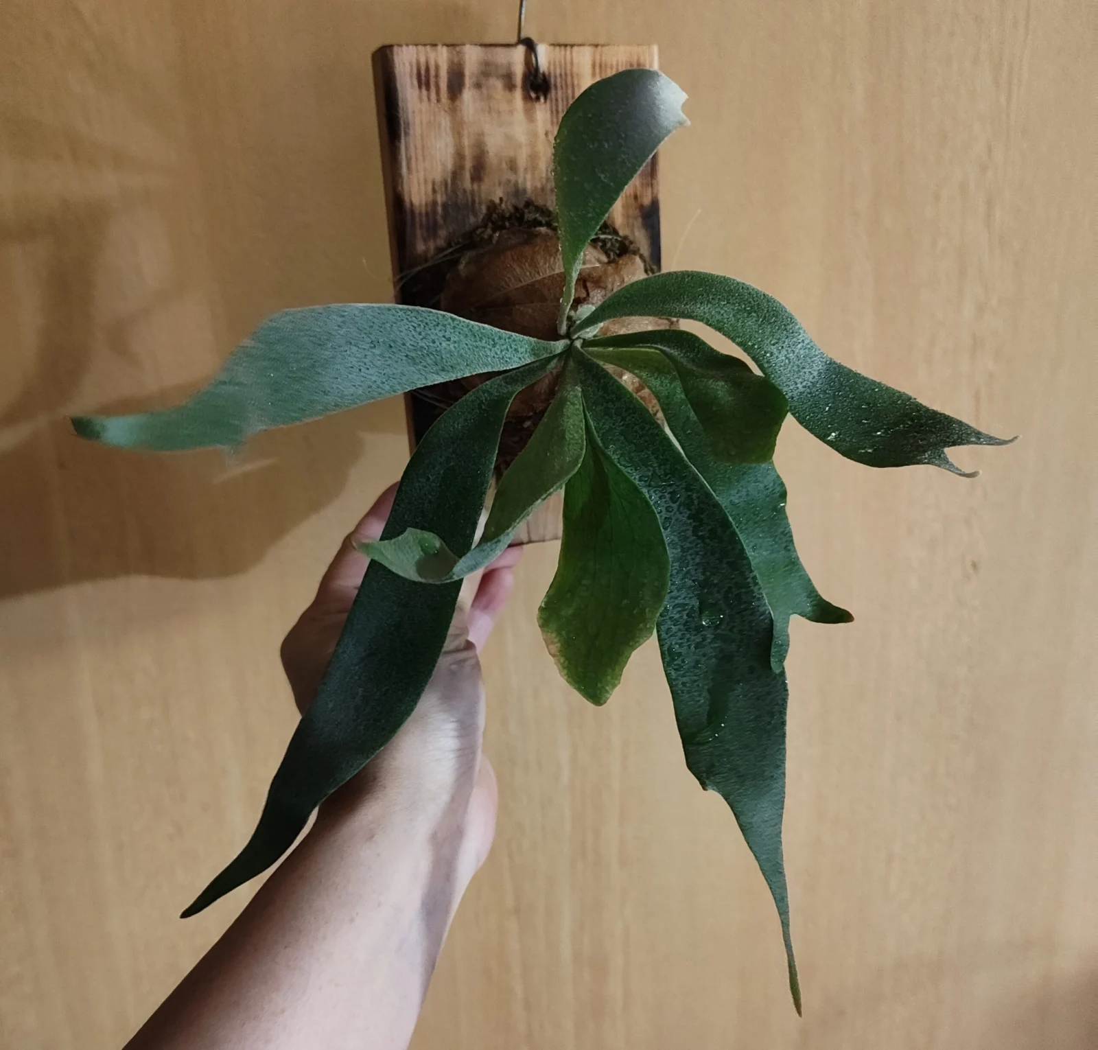 ビカクシダ ホワイトホーク 胞子培養