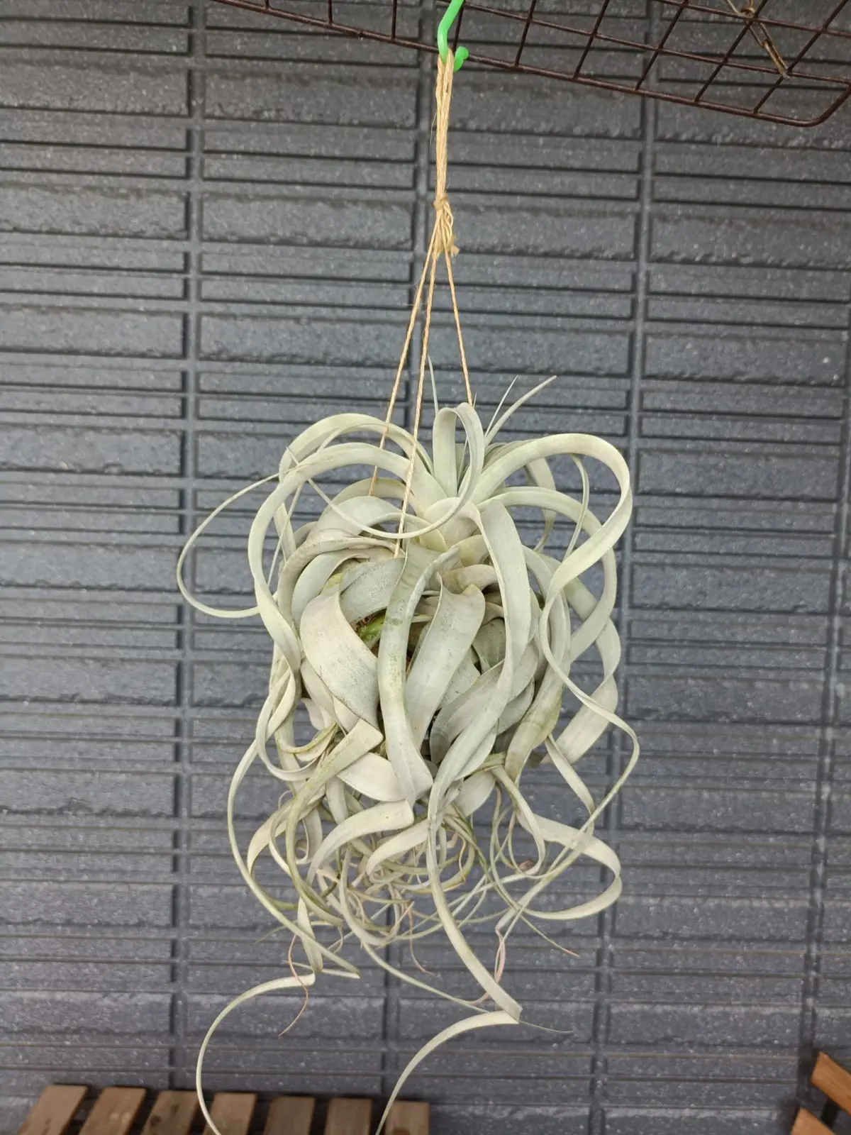 ティランジア キセログラフィカ 1号