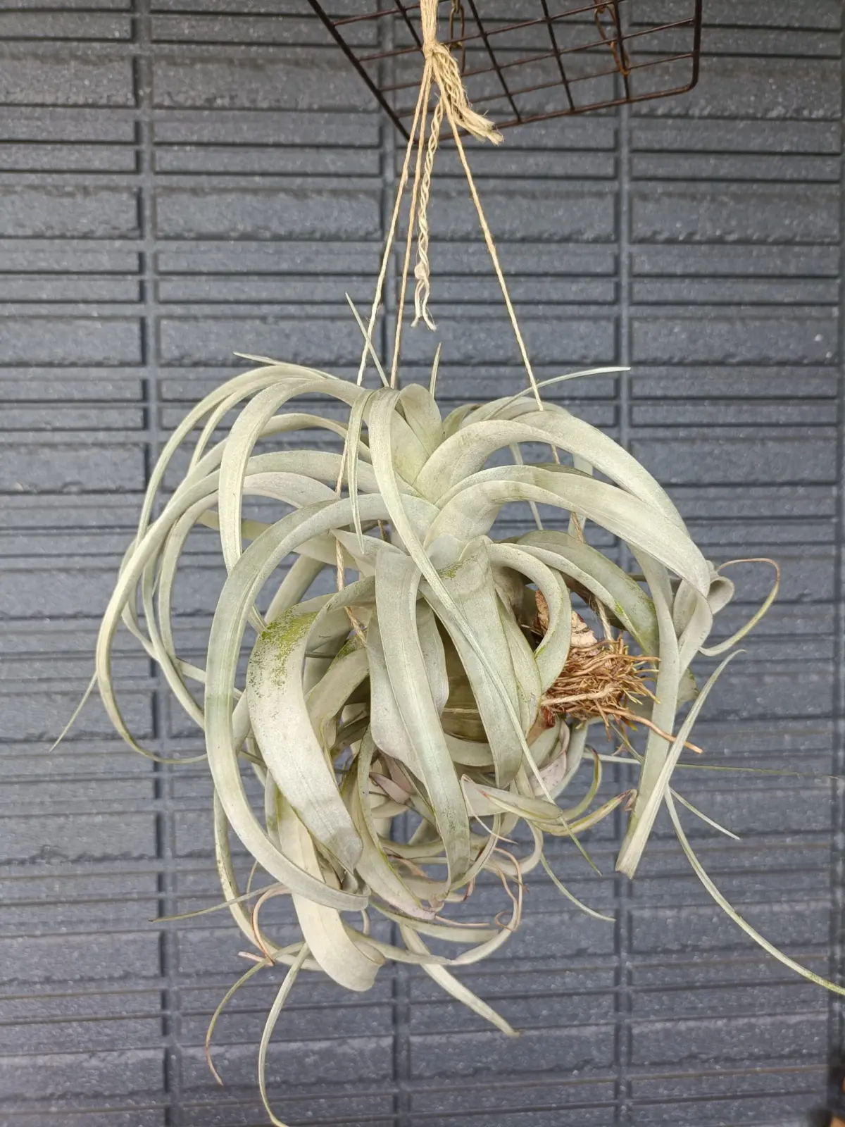 ティランジア キセログラフィカ 2号