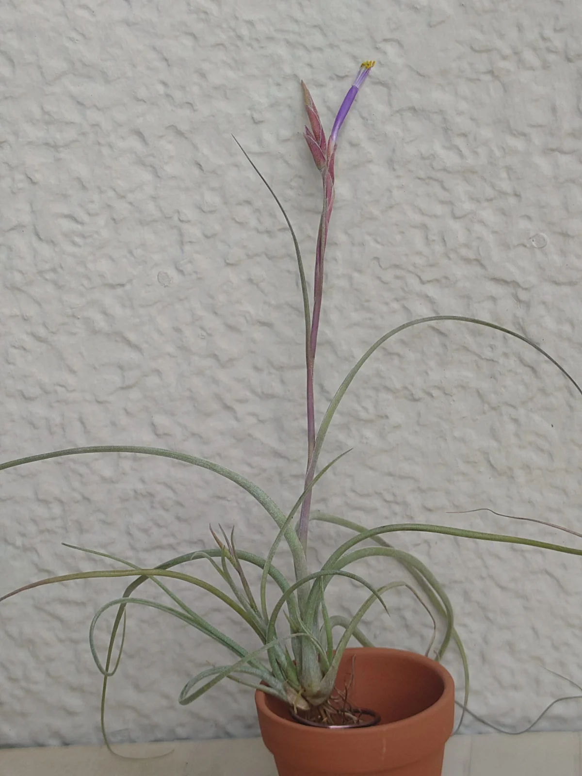 ティランジア 開花