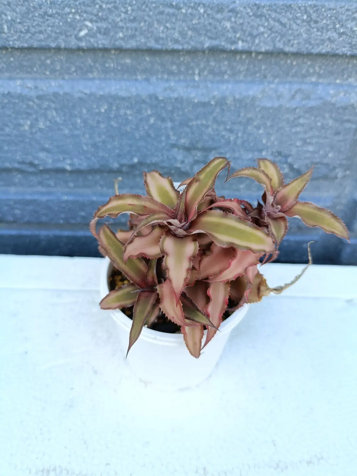 クリプタンサス　札落ち