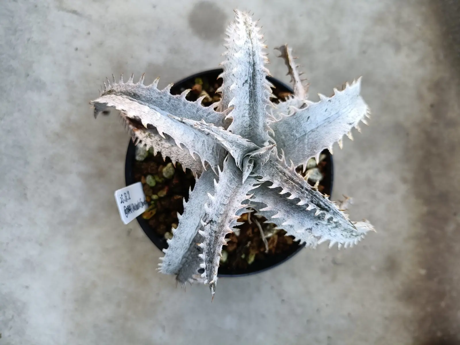 ディッキア　マルニエルラポストレイピンクスパイン×グレイオプス