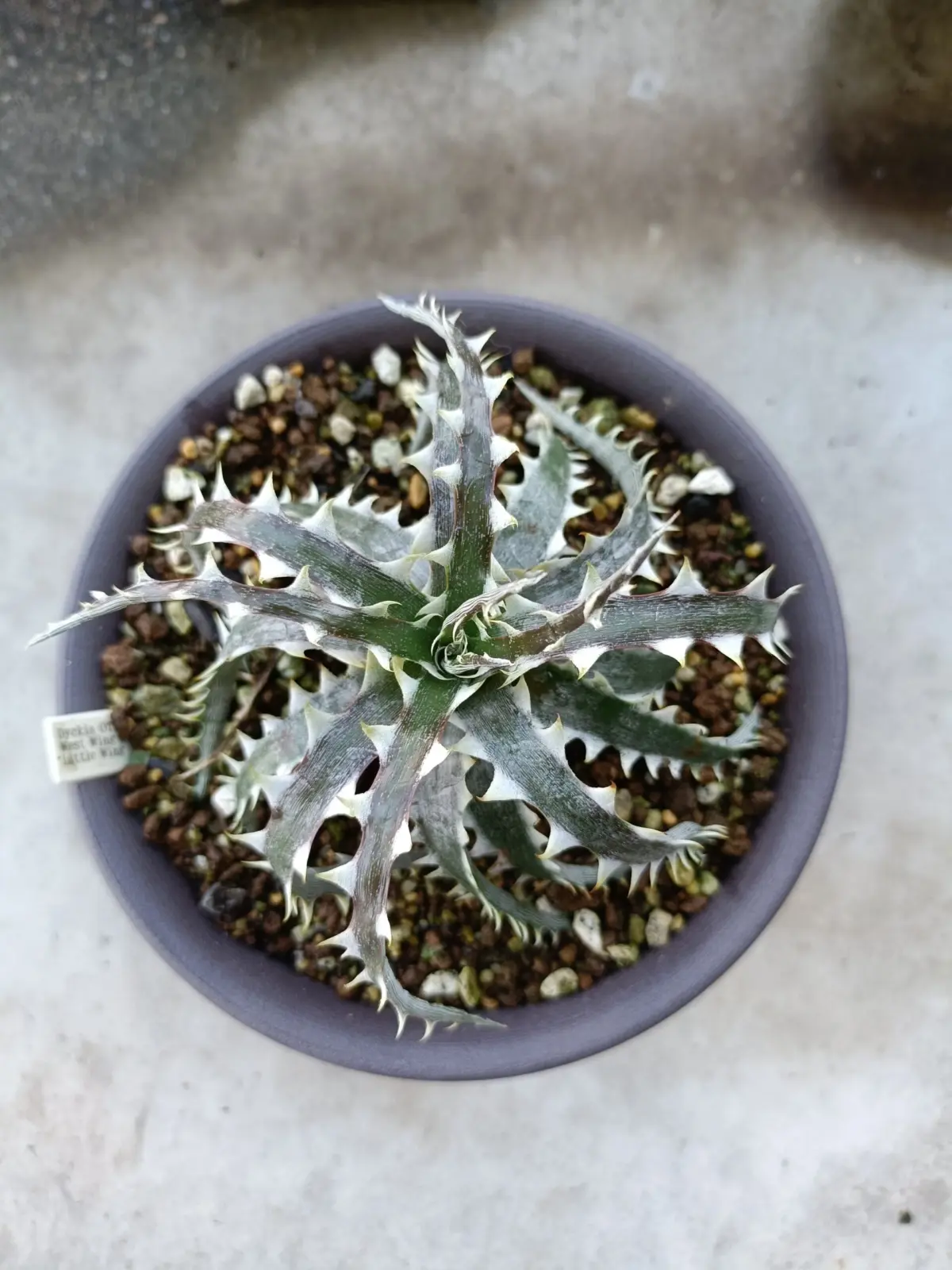 ディッキア　ウエストウイング×リトルウイング