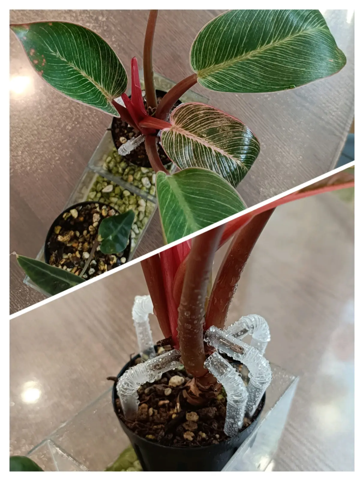 フィロデンドロン　ピンクバーキン　パルテノン仕立て