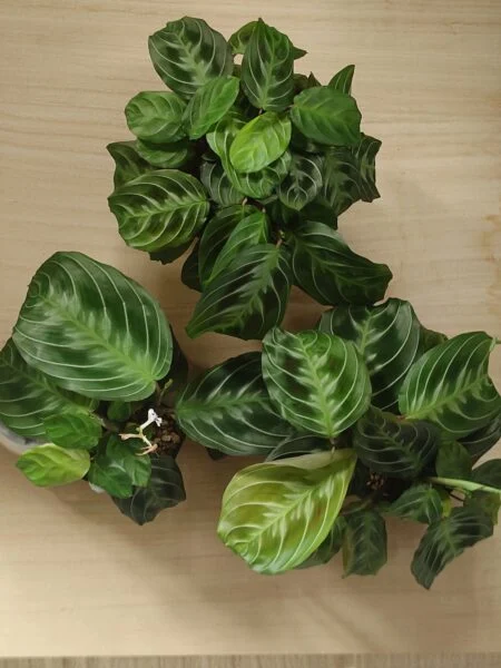 マランタ ノーアイディー NO ID　水苔と無機質