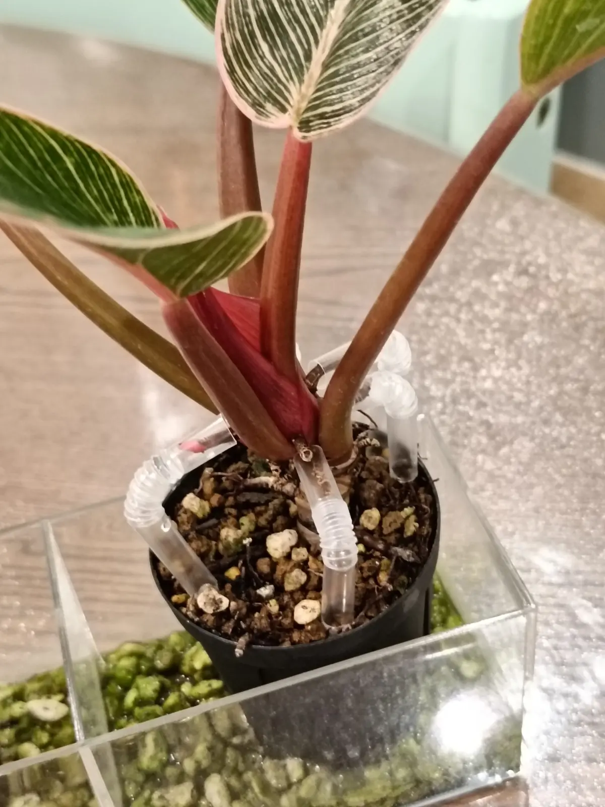 フィロデンドロン　ピンクバーキン　パルテノン仕立て