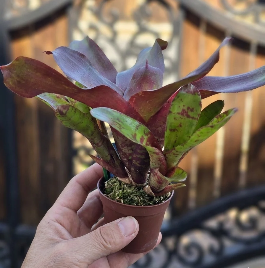 ネオレゲリア 札落ち